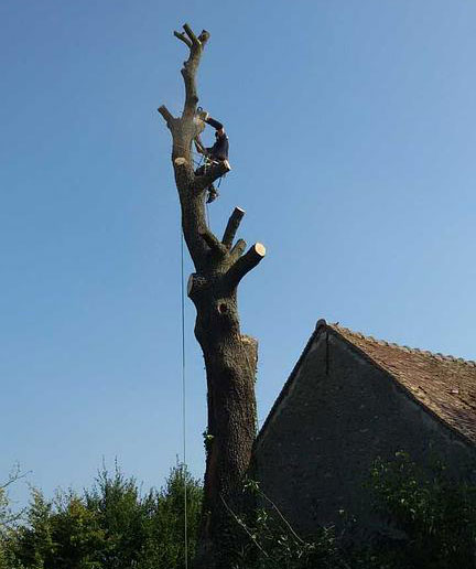 taille arbres melun