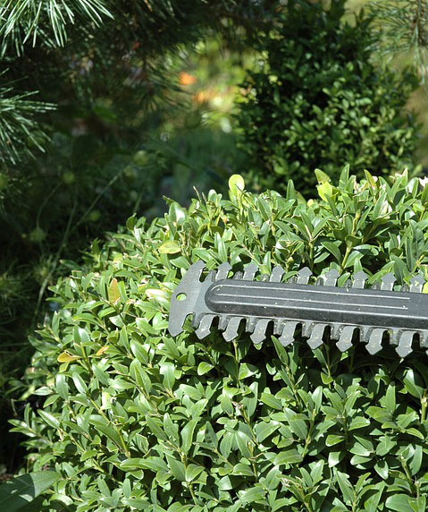 taille rosier arbuste chaumes en brie